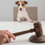 Tier als Sache im Gesetz