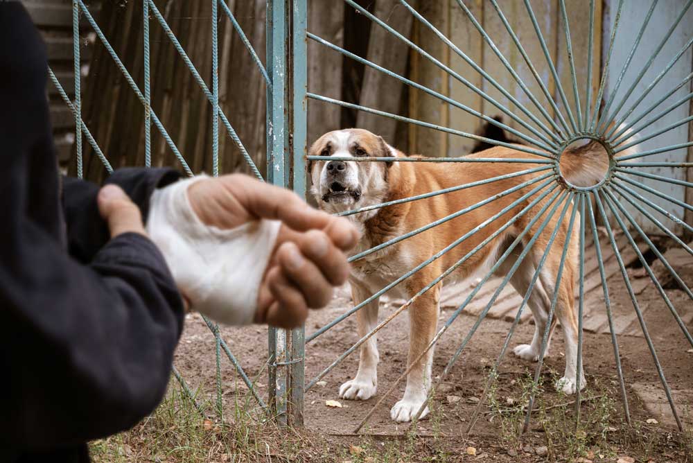 von-hund-gebissen