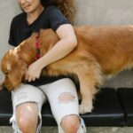 Golden Retriever an der Leine neben seinem Halter im Freien