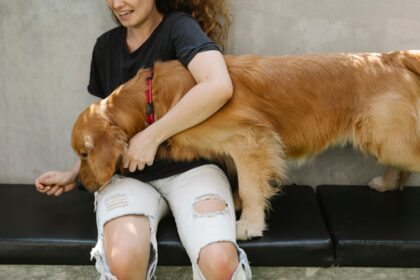 Golden Retriever an der Leine neben seinem Halter im Freien