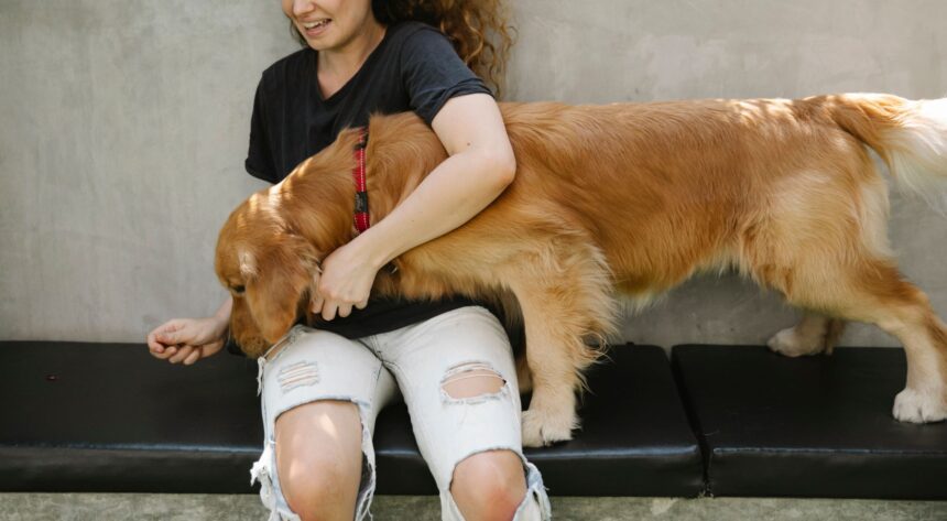 Golden Retriever an der Leine neben seinem Halter im Freien