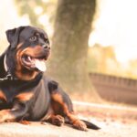 Rottweiler liegt aufmerksam an der Leine auf dem Boden
