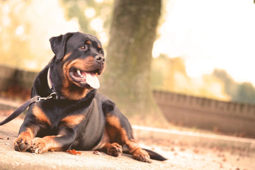 Rottweiler liegt aufmerksam an der Leine auf dem Boden
