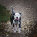 Hund mit Maulkorb an der Leine auf einem Gehweg