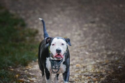 Hund mit Maulkorb an der Leine auf einem Gehweg