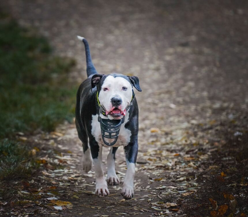 Hund mit Maulkorb an der Leine auf einem Gehweg