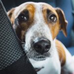 Hund sitzt gesichert auf der Rückbank eines Autos
