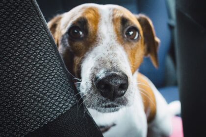 Hund sitzt gesichert auf der Rückbank eines Autos