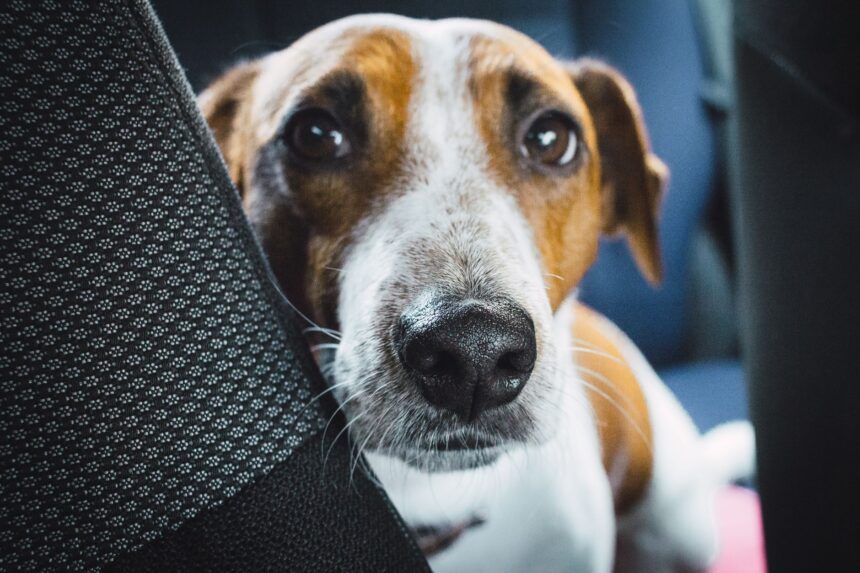 Hund sitzt gesichert auf der Rückbank eines Autos