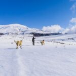 Person mit zwei Hunden bei einer Winterwanderung in den Bergen