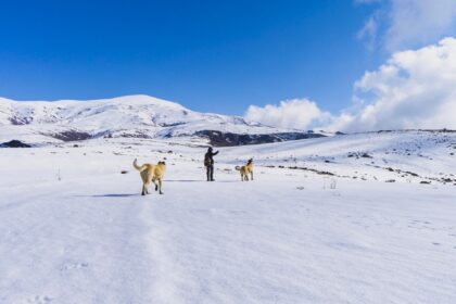 Person mit zwei Hunden bei einer Winterwanderung in den Bergen