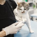 Tierärztin untersucht eine Katze in der Praxis