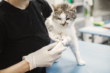 Tierärztin untersucht eine Katze in der Praxis