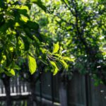 Äste eines Baumes ragen über einen Gartenzaun auf das Nachbargrundstück