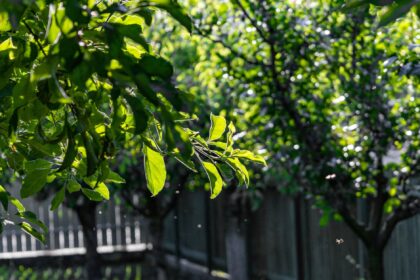 Äste eines Baumes ragen über einen Gartenzaun auf das Nachbargrundstück