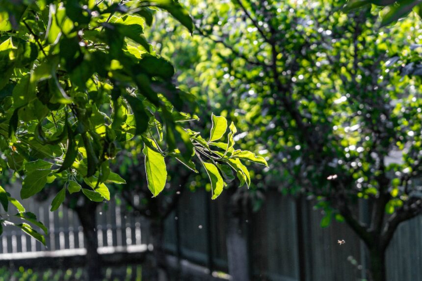 Äste eines Baumes ragen über einen Gartenzaun auf das Nachbargrundstück