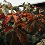 Herbstlaub auf einer Rasenfläche im Garten neben einer Grundstücksgrenze
