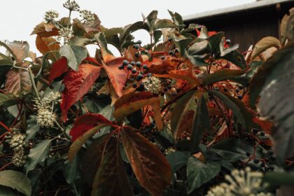 Herbstlaub auf einer Rasenfläche im Garten neben einer Grundstücksgrenze